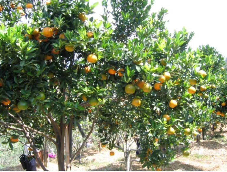 WhatsApp-Image-2024-03-01-at-21.08.47